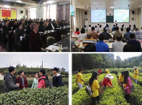 科技賦能茶香飄 安溪茶學院茶學系教工黨支部打造產業振興示范網，